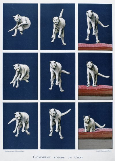 Serie van frames van een vallende kat, c.1895 door Unknown artist