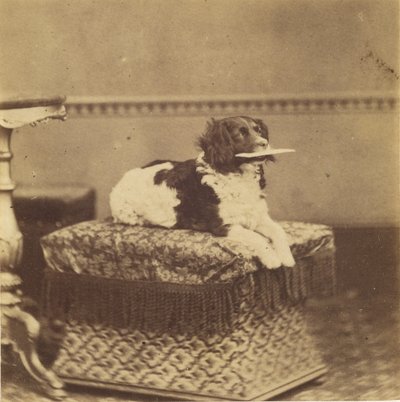 [Zittende hond met een bundel in zijn bek]. door Unknown artist