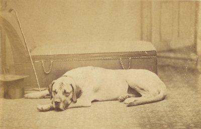[Slapende hond] door Unknown artist
