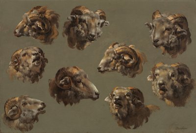 Studies van ramshoofden door Unknown artist