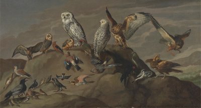Studie van Vogels door Unknown artist