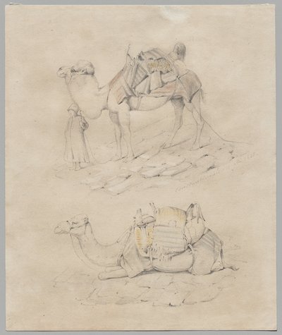 Studie van Kamelen door Unknown artist