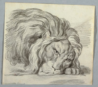 Studie van een Leeuw door Unknown artist