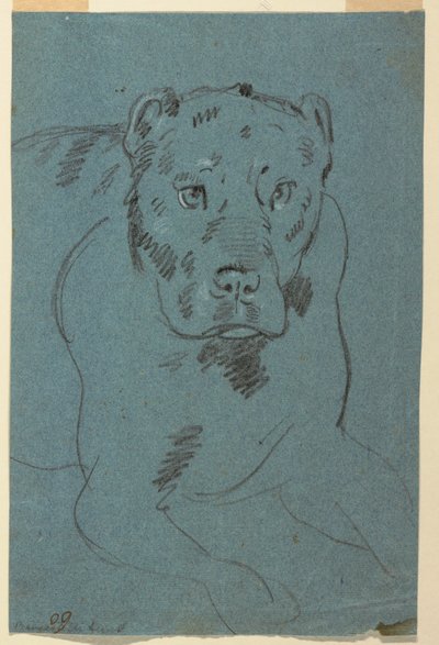 Studie van een leeuwin door Unknown artist
