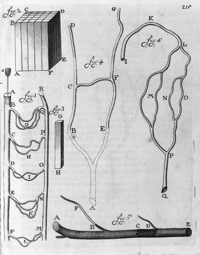 Studie van de bloedsomloop bij vliegende vissen en andere dieren. Beschrijving door de Nederlandse handelaar en wetenschapper Antoine van Leeuwenhoek (1632-1723). Gravure uit 
