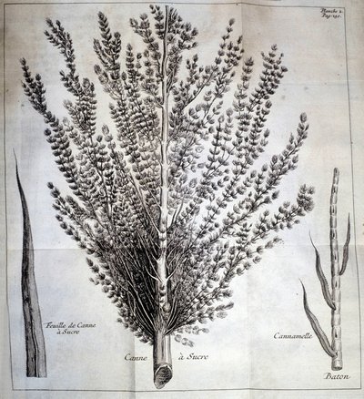 Suikerriet met blad en stok - In 