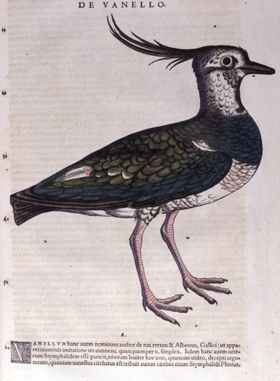 De kievit in Historia Animalium door Conrad Gesner (1516 - 1565), Tiguri door Unknown artist