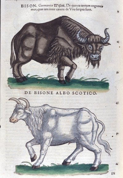 De bizon en de witte bizon uit Historiae animalium door Konrad Gesner, Tiguri door Unknown artist