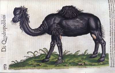 De kameel uit Historiae animalium door Konrad Gesner, Tiguri door Unknown artist