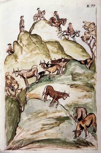 De bewakers van koeien omsingelen een groep koeien in de bergen om ze te vangen, uit het boek "Trujillo del Peru" of "Códice Martínez Compañón", door Baltazar Martinez Compañón y Bujanda, bisschop van Trujillo (1782-1785) door Unknown artist