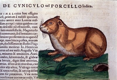 De cavia na Historiae animalium door Konrad Gesner, Tiguri door Unknown artist