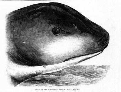 Het hoofd van de gigantische zeeslang werd gespot door de bemanning van de HMS Daedalus in 1848. Gravure uit die tijd. door Unknown artist