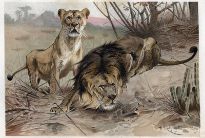 De leeuw (Panthera leo) - gravure uit 
