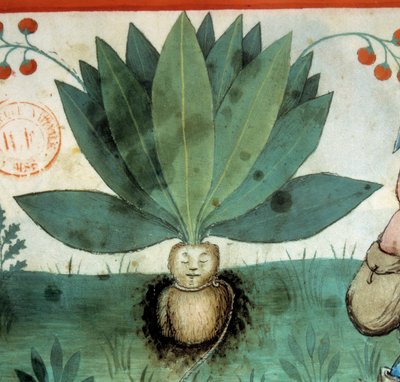 De alruin. Geneeskrachtige plant waaraan vaak buitengewone magische krachten worden toegeschreven. Detail van de plant. Verlichting uit de melk van geneeskunde en diëtetiek 