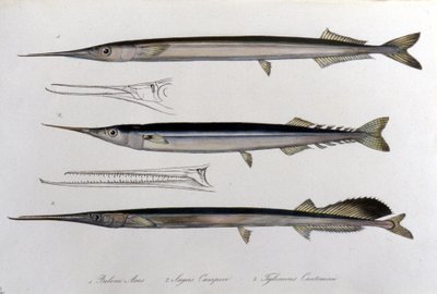 De zeenaald. Natuurhistorisch bord. 19e eeuw. door Unknown artist