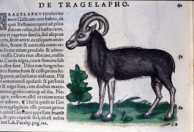 Het schaap in Historia Animalium door Conrad Gesner (1516 - 1565), Tiguri door Unknown artist
