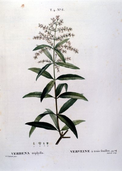 De verbena. 19e-eeuwse gravure door Unknown artist