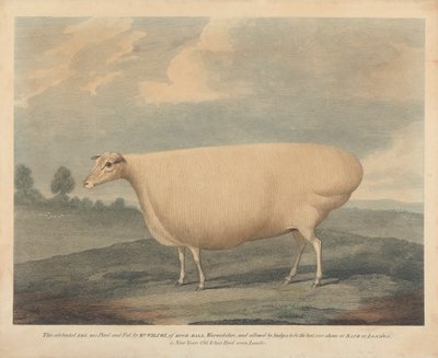 Dit Beroemde Schaap werd Gefokt en Gevoerd door Mr. Wilcox door Unknown artist