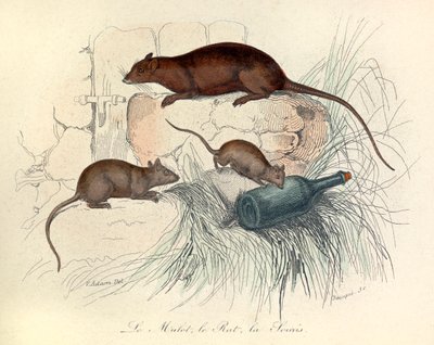 Drie dieren: muis, rat en mol, ingedeeld volgens de nomenclatuur van Linneene en Cuvier (gravure) door Unknown artist
