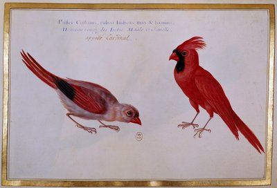 Twee kardinaalvogels, rode mus van de Indiën. Ornithologische plaat uit de 18e eeuw door Unknown artist