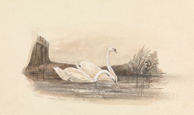 Twee zwanen op een meer door Unknown artist