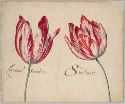 Twee Tulpen (recto); Eén Tulp (verso) door Unknown artist