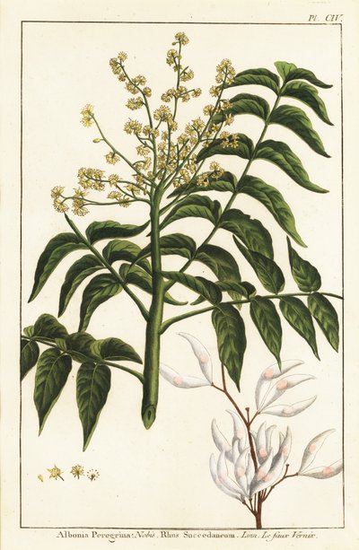 Lakboom, Ailanthus altissima, of wasboom, Rhus succedanea door Unknown artist