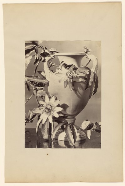 [Vaas met passiebloemen]. door Unknown artist
