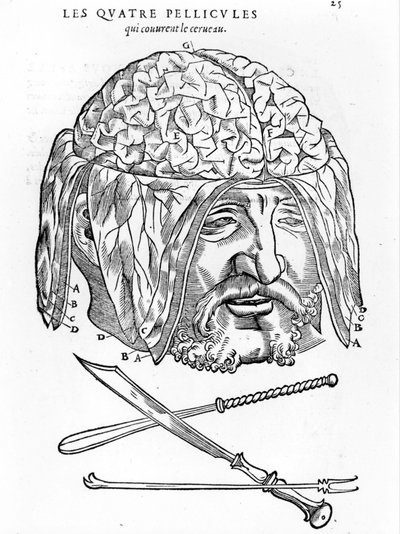 Walter Hermann Ryff: anatomische beschrijving van alle delen van het menselijk lichaam: de hersenen. Parijs 1545 door Unknown artist