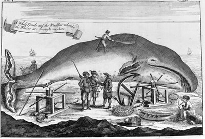 Walvisvangst: aan wal wordt een potvis schoongemaakt. Losse gravure uit een boek van het begin van de 18e eeuw door Unknown artist