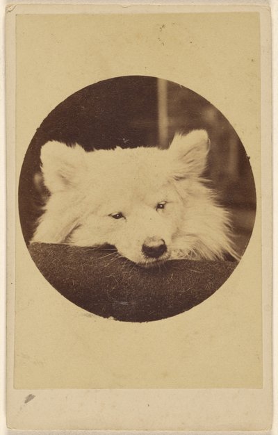 [Witte hond met zijn kin op een kussen]. door Unknown artist