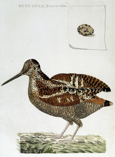 Houtsnip en ei (scolopax rusticola) - gravure door Unknown artist