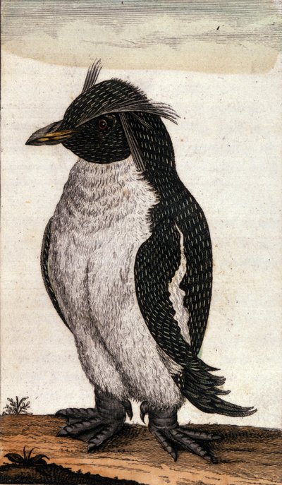 Zoölogische kaart met een Diomedea-vogel van de Albatros-familie. Gravure uit de 18e eeuw door Unknown artist