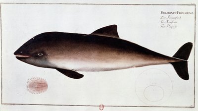 Zoölogie: bord met een bruinvis, waterzoogdier. Prent uit het begin van de 18e eeuw B.N. Parijs door Unknown artist