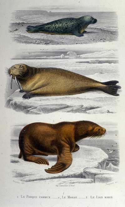 Zoölogische kaart met een zeehond, een walrus en een zeeleeuw. 19e eeuw door Unknown artist