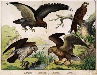 a: Koninklijke adelaar (Aquila chrysaëtos), b: Zeearend (Haliaëtus albicilla), c: Circaete, Jan de Witte (Circaëtus gallicus), d: Milan (Milvus regalis) - in 