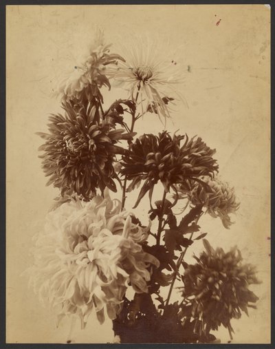 [Chrysanten]. door Unknown artist/maker