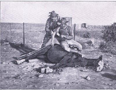 Een nauwe ontsnapping. Een gewonde verkenner die zijn paard onder zich heeft laten schieten, uit Na Pretoria: De Guerilla Oorlog uitgegeven door Harmsworth Bros Limited door Unknown photographer