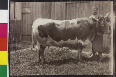 Koe - Pinzgau Gelbscheck door Unknown photographer
