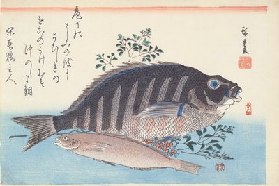Shimadai en Ainame, uit de serie 
