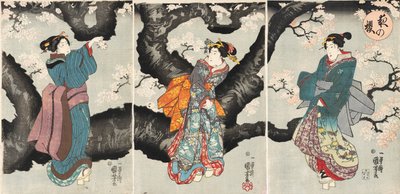 Yoru no sakura [Kersenbloesems 