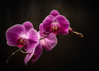 De pracht van de paarse orchidee door Vadim Kulinsky