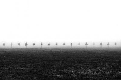 Bomen in een mistig veld door Vanja Tajnsek