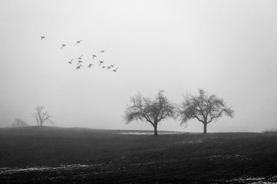 Mistige bomen en vogels door Vanja Tajnsek