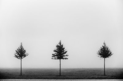 Drie mistige bomen door Vanja Tajnsek