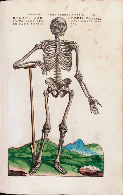 Humani Corporis Ossium, illustratie uit "De Humani Corporis Fabrica Libri Septem" door Andreas Vesalius door Venetian School