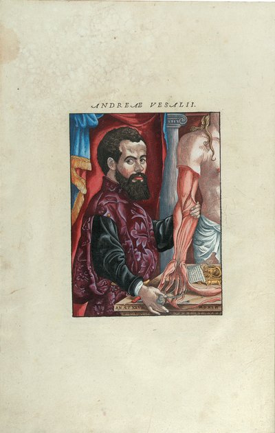 Portret van Andreas Vesalius uit 