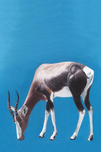 Blesbok graast in het blauw door Viccy Wanliss