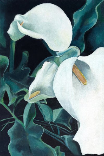 Elegante witte calla