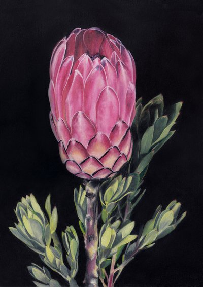 Exotische roze protea door Viccy Wanliss